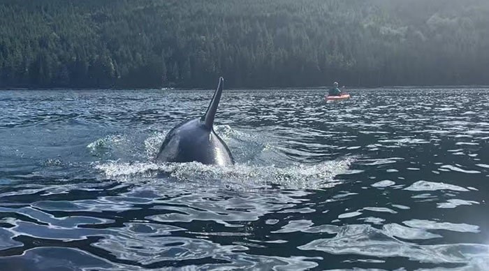  A family of orcas swam by kayakers at North Vancouver Island last Monday. Photo: Michael Hack