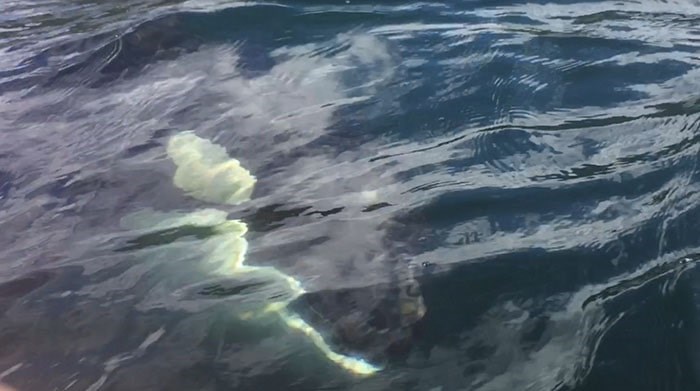  The moment an orca swam right by Michael Hack's kayak. Photo: Michael Hack