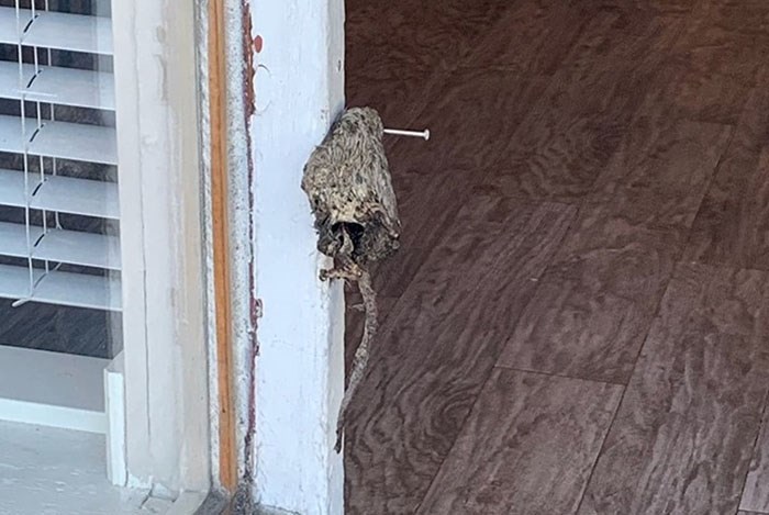  A dead rat was nailed to the door more than once in recent months. Photo Vancouver Rape Relief/Twitter