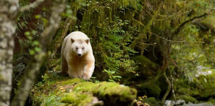  Photo: Spirt Bear / Shutterstock