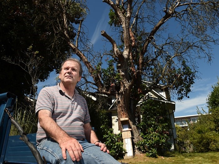  Marcus Kennedy says the 100-year-old arbutus tree in the front yard of his Kitsilano home is worth saving. Photo Dan Toulgoet