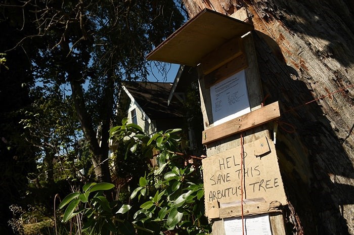  A petition to save the tree has collected more than 90 signatures so far. Photo Dan Toulgoet