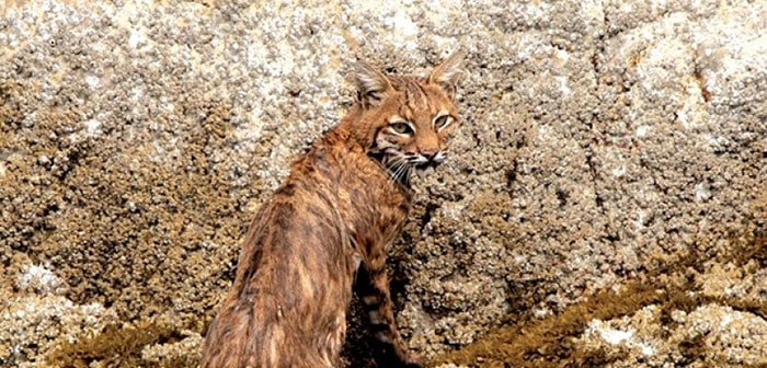  A bobcat swam through Narrows Inlet the afternoon of Aug. 20. Photo: Dolf Vermeulen Creative (