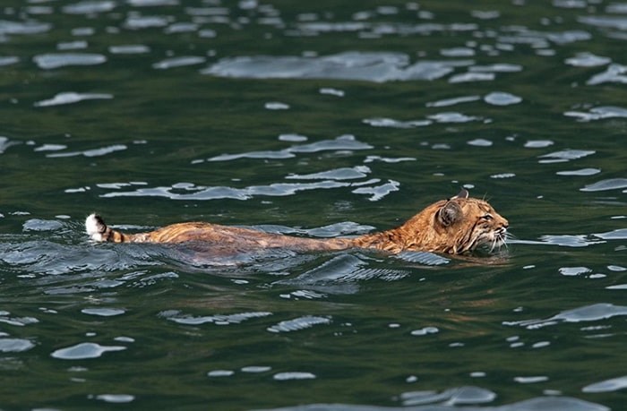  A bobcat swam through Narrows Inlet the afternoon of Aug. 20.