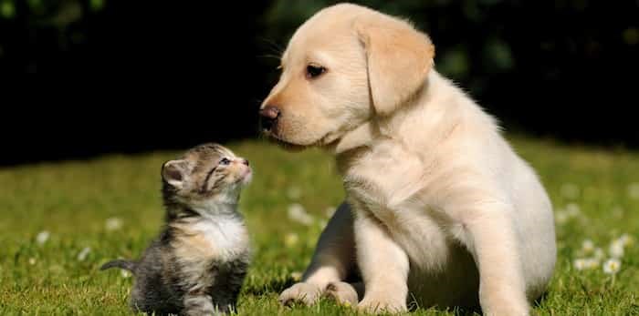  Photo: kitten and puppy / Shutterstock