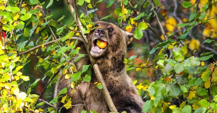  The wine is made using surplus apples sourced from local properties, with the goal of deterring bears from entering developed areas in search of leftover or fallen fruit. Photo: Jeff Reibin