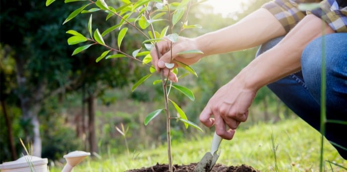  The Park Board’s popular semi-annual tree sale starts today, Sep. 10, and that means residents can buy trees for just $10 each. Photo: Shutterstock