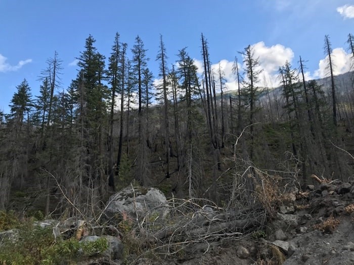  The scorched earth and trees left behind after the Mount Currie wildfire, which started off the fire season this spring. Photo by Jennifer Thuncher/The Squamish Chief