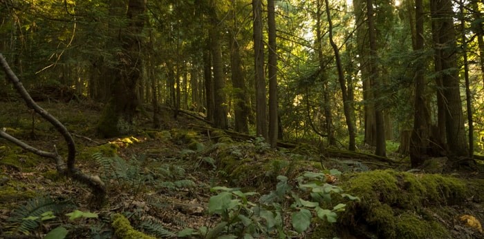  A wooded area on Newcastle Island, B.C./Shutterstock