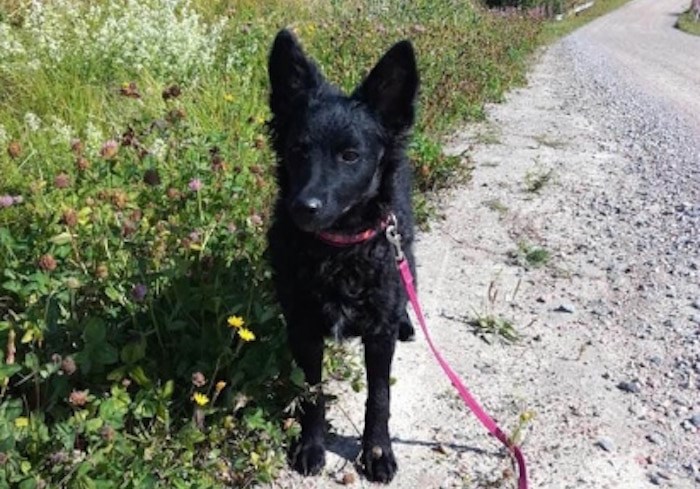  Echo will be joining the wildlife team at YVR next summer to keep the airfield a safe environment for aircrafts and the wildlife. Photo courtesy YVR Airport