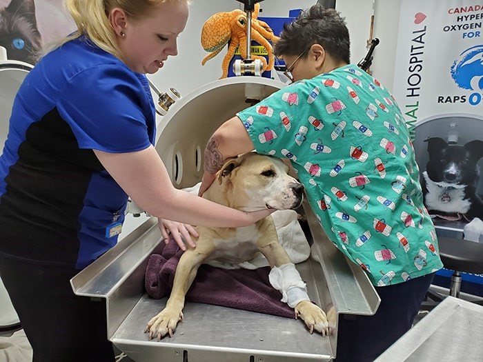  Rocky receiving treatment at RAPS animal hospital. Photo: RAPS