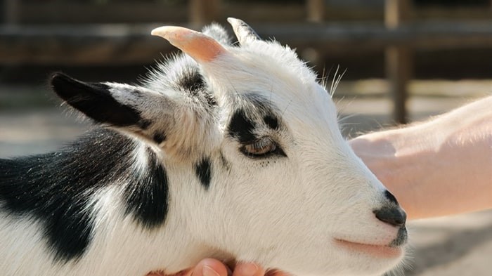  B.C.’s Supreme Court has dismissed a lawsuit against the Pacific National Exhibition (PNE) and others alleging a child became sick after an E. coli outbreak in 2009 at a petting zoo in the agricultural building. Photo: Shutterstock