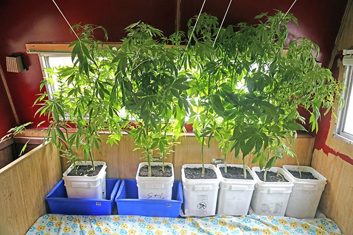  Cannabis plants growing inside an RV in Vancouver. Photo Bob Kronbauer