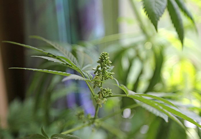  One male plant amongst the females means that Larry will be able to harvest seeds for future plants on his own, as opposed to paying $5-$10 each seed from a retailer. Photo Bob Kronbauer