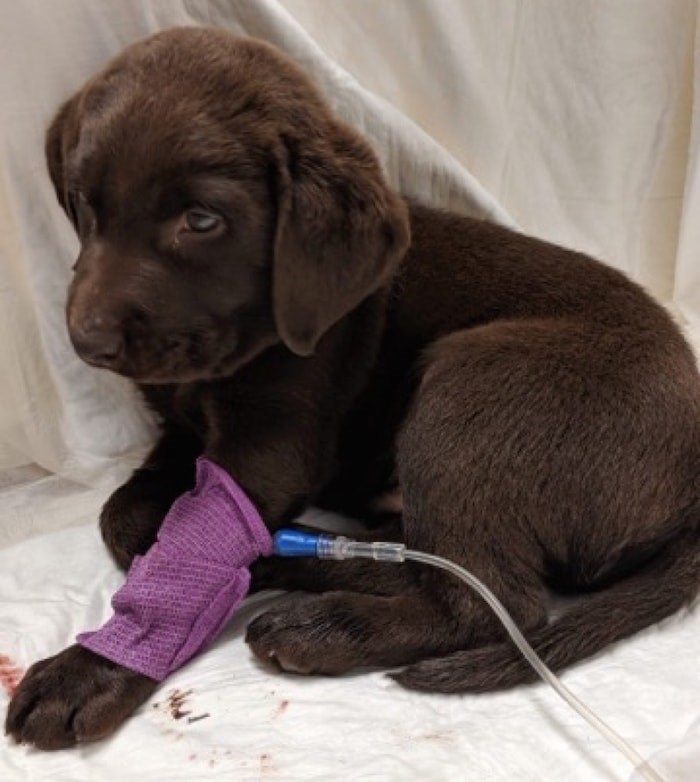  A 16-week-old puppy suspected of eating death cap mushrooms has died. Photo courtesy Victoria Humane Society.
