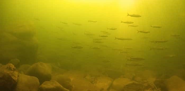  A school of coho salmon traverse Capilano River in this shot from Lessa’s book. Photo: Fernando Lessa/Urban Salmon