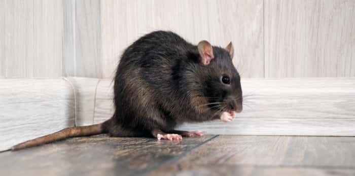  Photo: Rat in the house on the floor / Shutterstock