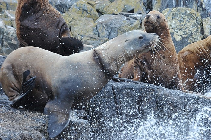  The male stellar sea lion had a plastic packing band stuck around its neck. Photo: Sea Doc Society