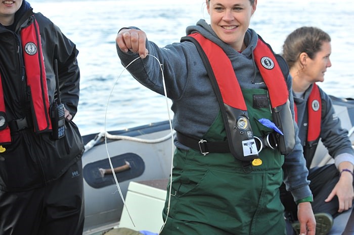  A rescue team member holds up the plastic band removed from the steller sea lion. Photo: Sea Doc Society