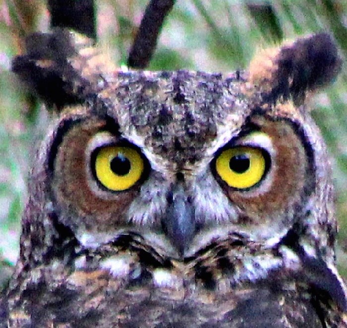  Kristina Harvey was hiking from her home in the Oakdale neighbourhood to her office at Simon Fraser University Thursday morning when she says she was attacked by an owl. Photo by Melissa Hafting