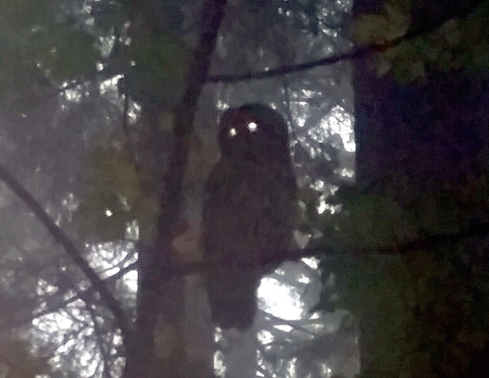  Kristina Harvey said she managed to take a photo of an owl she said attacked her on a hike up Burnaby Mountain Thursday morning. Photo by Kristina Harvey