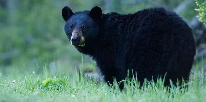 Photo: black bear in grass / Shutterstock