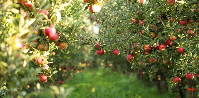  Ripe apples ready for harvesting/Shutterstock