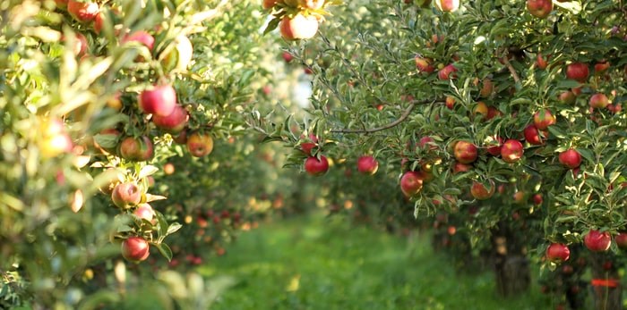  Ripe apples ready for harvesting/Shutterstock