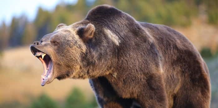  Photo: Grizzly / Shutterstock