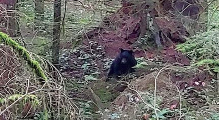  A territorial black bear that has been chasing people on the trails of Mount Seymour. The North Shore Mountain Bike Association is asking people to stay out of the area for now. Photo courtesy Cooper Quinn