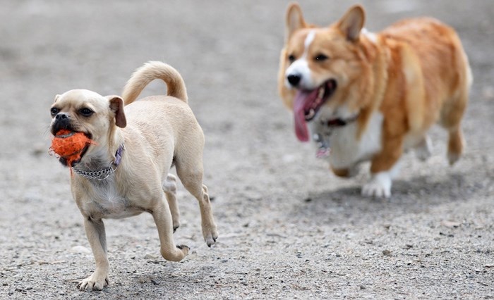  Small dogs at play. New Westminster Record file photo.