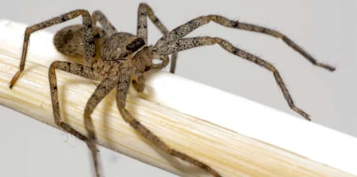  Photo: Brown recluse / Shutterstock