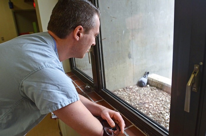  Surgeon Dr. Mark Dickeson casts an concerned eye on a pigeon raising a brood of young on a window ledge at Burnaby Hospital. - Cornelia Naylor
