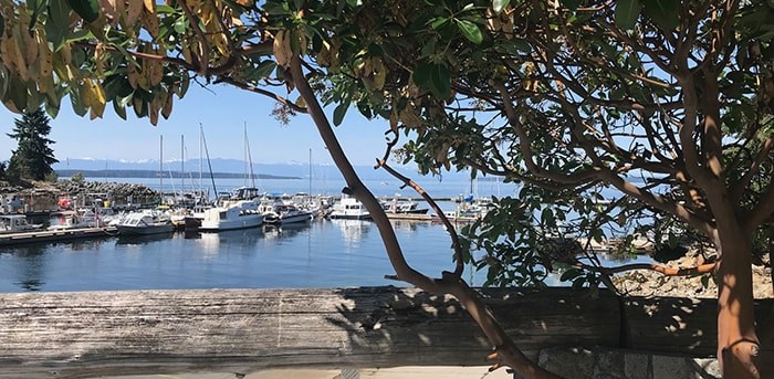  The harbour as seen from the shade of an arbutus tree at Lund Resort at Klah ah men. Photo Sandra Thomas