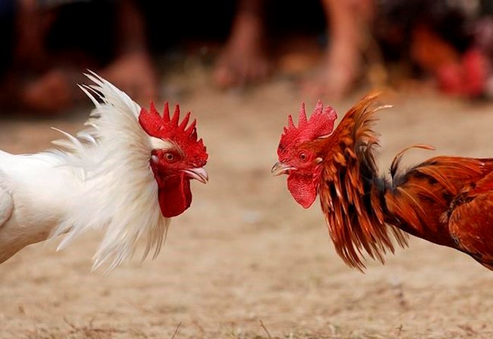  A traditional cock fight is shown in Jagiroad in Gauhati, India on Friday, Jan. 18, 2008. The BC SPCA says it executed a warrant at a Surrey property were it suspected cock fighting was taking place. THE CANADIAN PRESS/AP/Anupam Nath