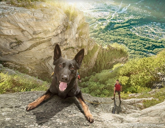  The 2020 Vancouver Police Dog calendar has been released. Photo: Christopher Morris