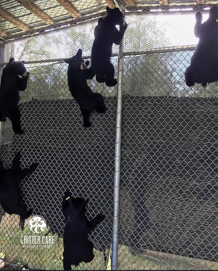  There are 18 bear cubs being cared for at Critter Care Wildlife Society. Photo: CCWS