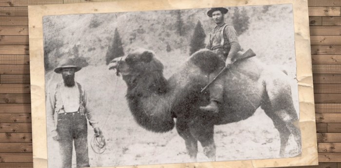  Cariboo camels. Screengrab