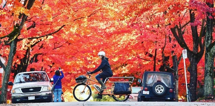  Cycling in autumn means the trail traffic is lighter and you can find some glorious surprises as the trees put on a colourful show. photo Dan Toulgoet/Vancouver Courier