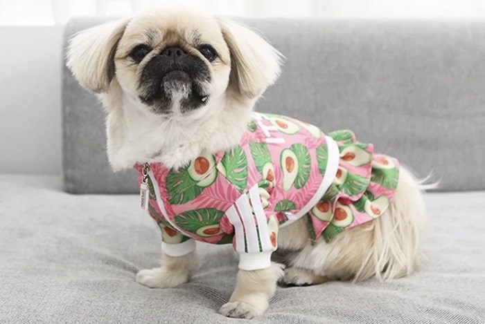  A dog models one of the outfits available at Barking Babies in Vancouver. Photo: Barking Babies