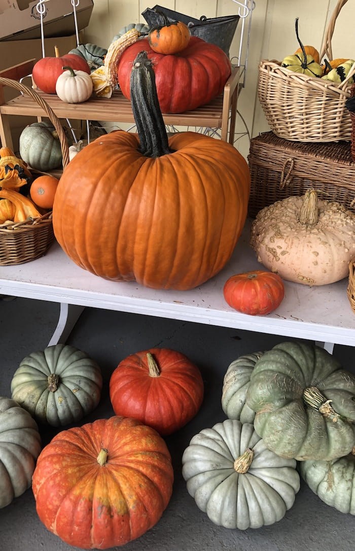  Dig into the strange and curious history of pumpkins. Photo by Lindsay William-Ross/Vancouver Is Awesome