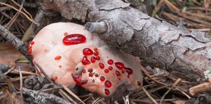  Photo: bleeding tooth fungus / Shutterstock