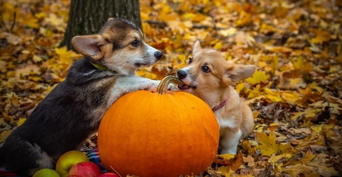  Pet safety should be on the list for this year's Halloween. Pixabay photo