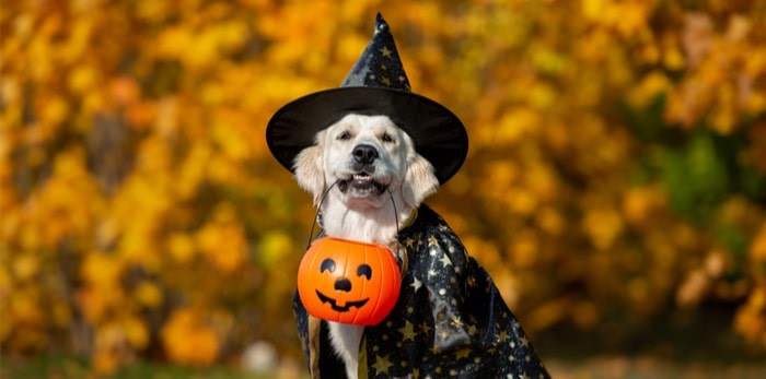  There's a Howwwl-a-ween costume party for dogs happening in Metro Vancouver. Photo: Shutterstock