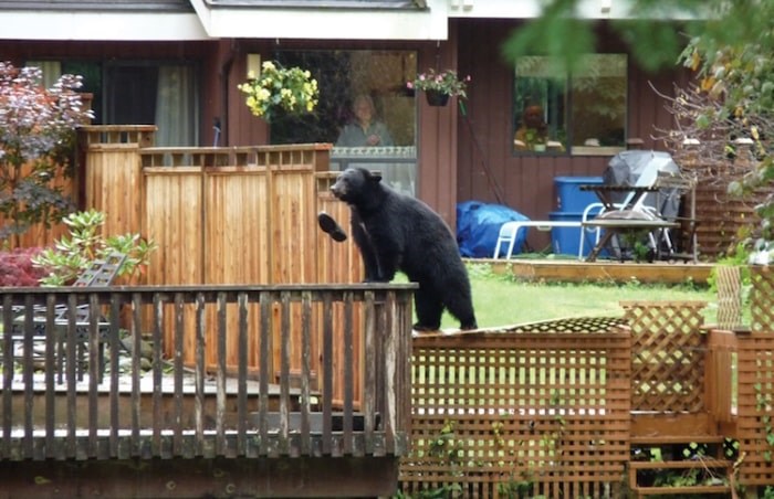  Shoe bear, shoe. One Seymour resident is walking around in bare feet after an exploring bruin grabbed his gardening shoe and pitched it into the Seymour River. Photo courtesy Patrick Lee