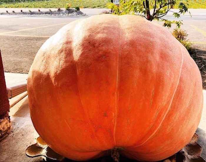  This massive 100-pound pumpkin was stolen from an Oliver, B.C. produce stand. Photo: Parmjeet Dhaliwal / Oliver Loop