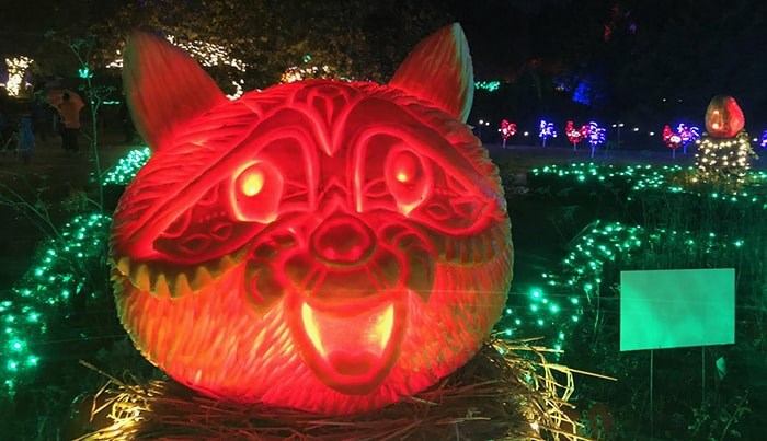  A raccoon pumpkin carving by Bruce Waugh at this year's VanDusen Glow in the Garden. Photo: Lindsay William-Ross
