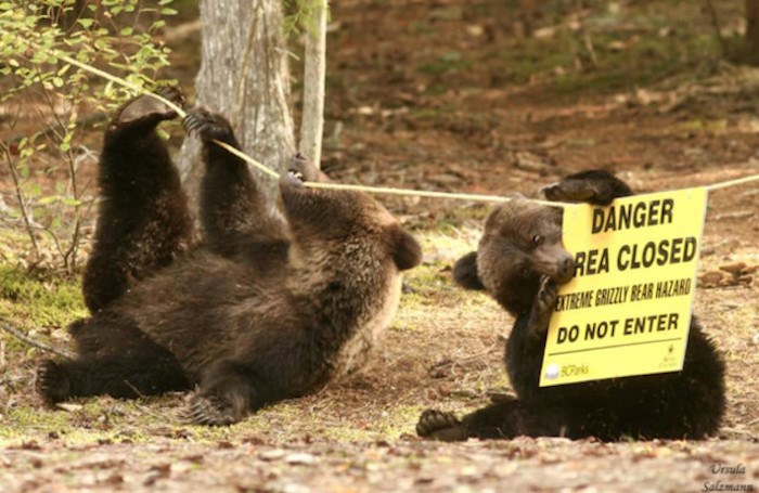  Increased bear activity has forced more closures in Garibaldi Provincial Park. Photo submitted