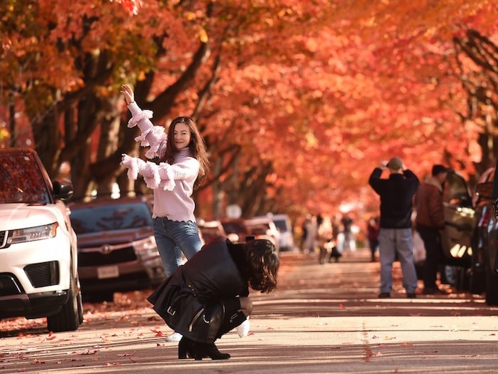  STRIKE A POSE: The vibrant fall colours along Cambridge Street in the East Vancouver neighbourhood of Hastings-Sunrise attract a steady crowd in search of the perfect photo. Photo Dan Toulgoet