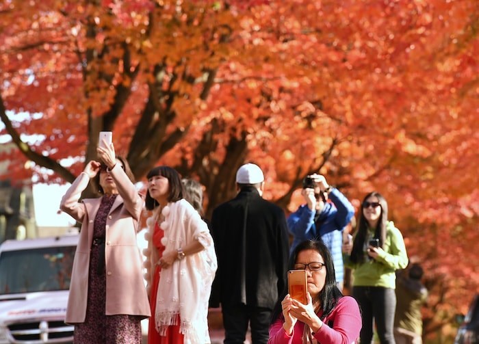  STRIKE A POSE: The vibrant fall colours along Cambridge Street in the East Vancouver neighbourhood of Hastings-Sunrise attract a steady crowd in search of the perfect photo. Photo Dan Toulgoet